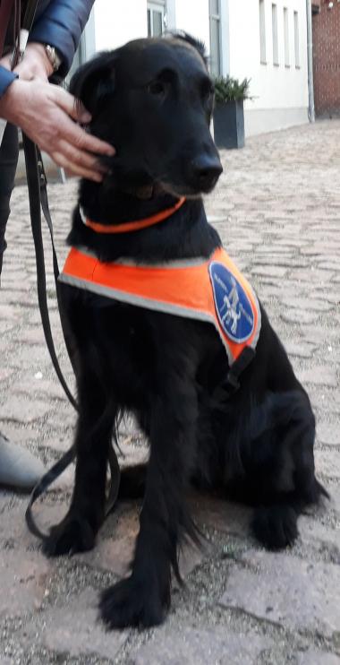 Ein schwarzer Hund mit Kenndecke macht "Sitz" im Hof des Stadtmuseums.